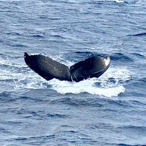 Meet your Posher, Arden